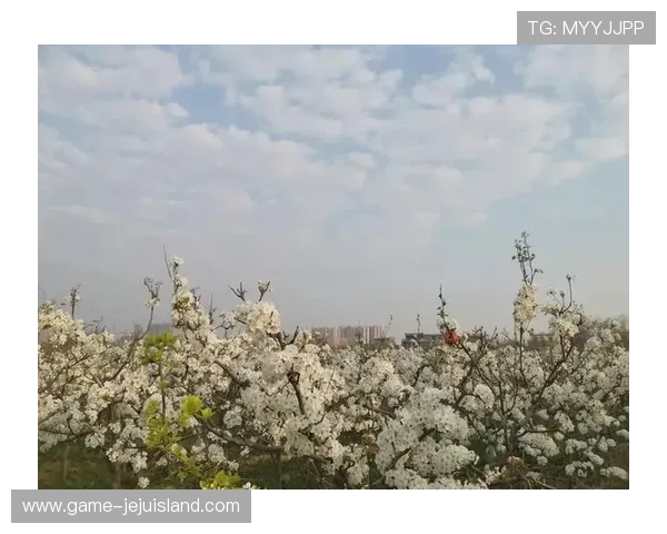 学习叶汉三株路技巧提升摄影技术和作品质量的关键方法总结 学习叶汉三株路技巧提升摄影技术和作品质量的关键方法总结